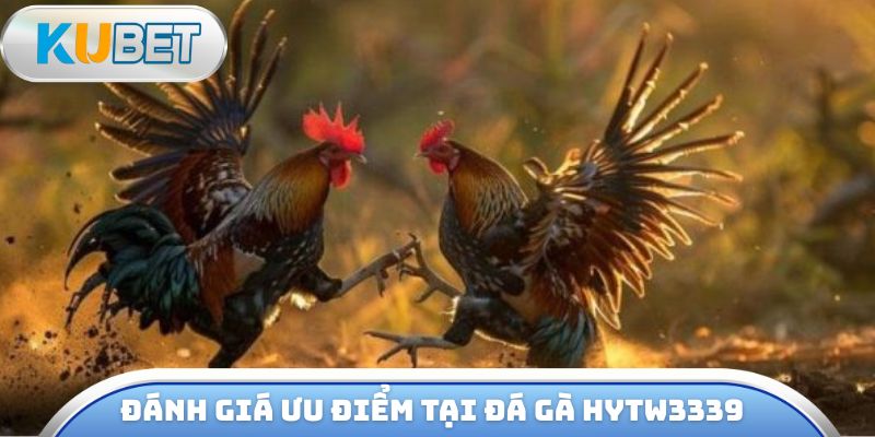 Đánh giá ưu điểm chỉ có tại đá gà hytw3339